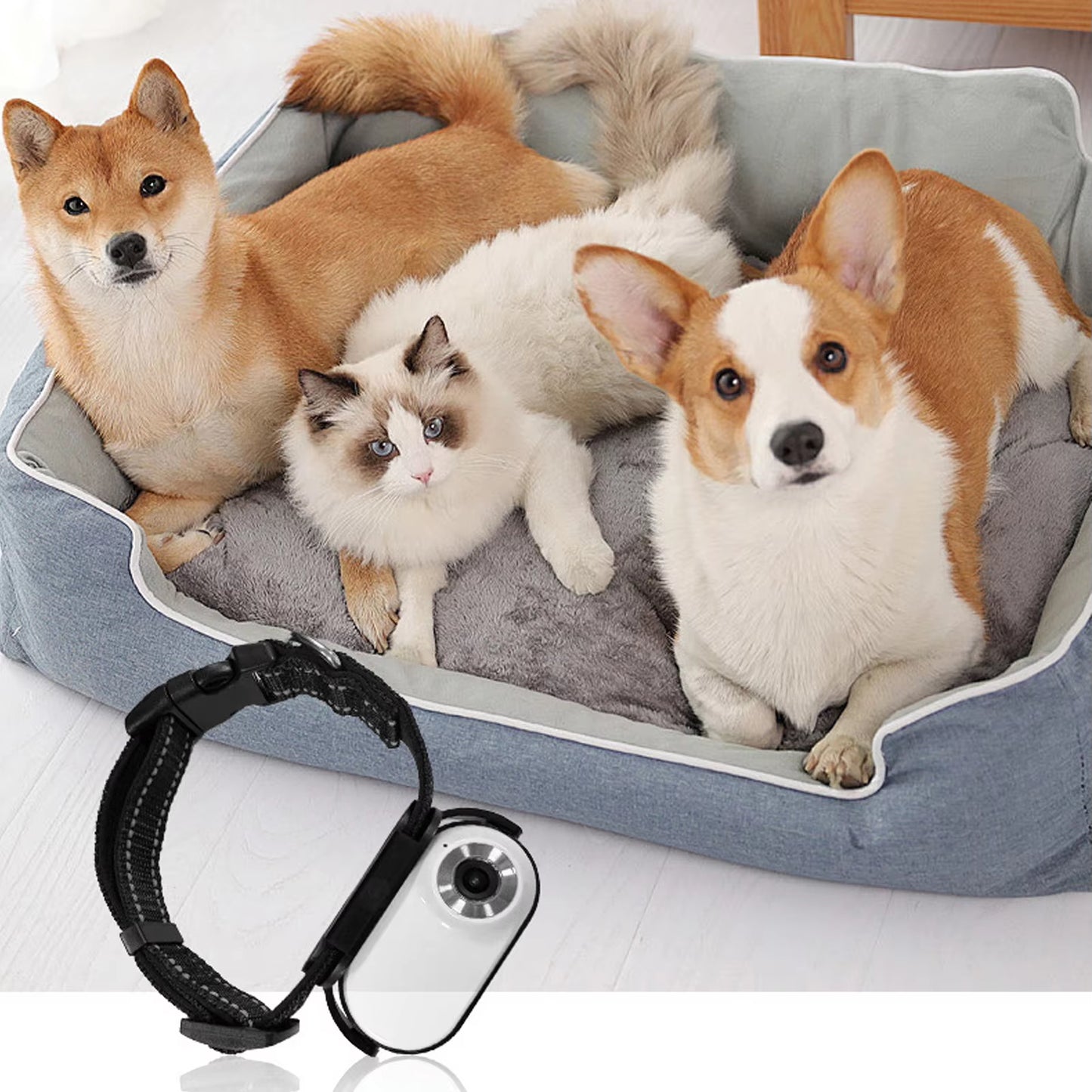 Pet Collar Camera with 120-Degree Lens, OTG Connection, Video Recording, Adjustable Magnetic Design for Outdoor Use