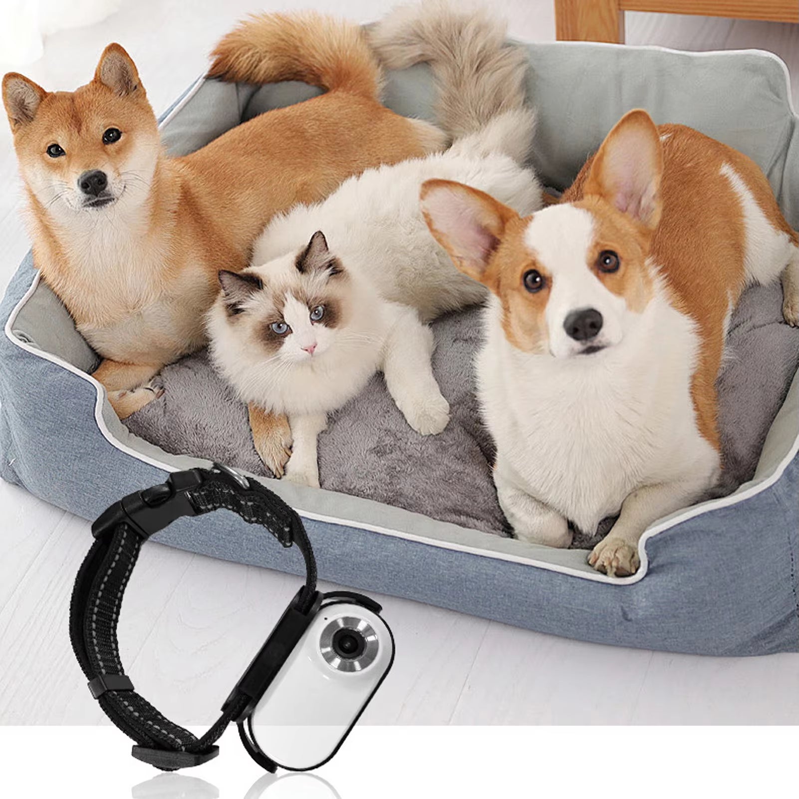 Pet Collar Camera with 120-Degree Lens, OTG Connection, Video Recording, Adjustable Magnetic Design for Outdoor Use